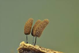 Attēlu rezultāti vaicājumam “Stemonitopsis hyperopta”