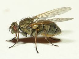 Attēlu rezultāti vaicājumam “Licea pygmaea”