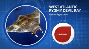 Image result for Mobula hypostoma