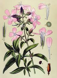 Attēlu rezultāti vaicājumam “Saponaria officinalis”