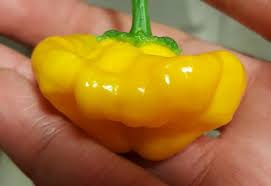 Afbeeldingsresultaat voor yellow mushroom hot pepper