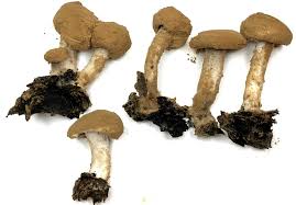 Attēlu rezultāti vaicājumam “Asterophora lycoperdoides”