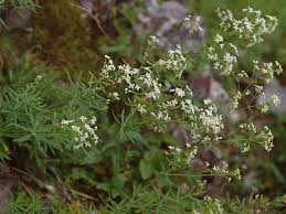 Attēlu rezultāti vaicājumam “Galium uliginosum”