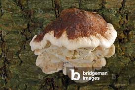 Attēlu rezultāti vaicājumam “Heterobasidion annosum”