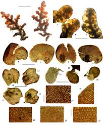 Attēlu rezultāti vaicājumam “Frullania tamarisci”