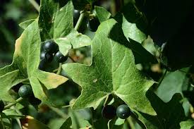 Attēlu rezultāti vaicājumam “Bryonia alba fruit”