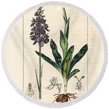 Attēlu rezultāti vaicājumam “Orchis mascula leaf”
