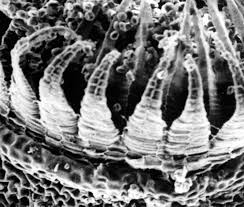 Attēlu rezultāti vaicājumam “Platydictya jungermannioides macro”