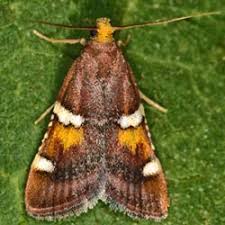 Attēlu rezultāti vaicājumam “Pyralis regalis”