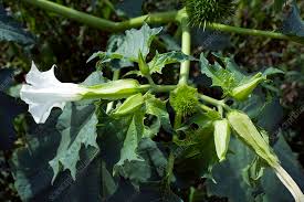 Attēlu rezultāti vaicājumam “Datura stramonium fruit”