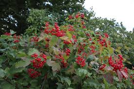 Attēlu rezultāti vaicājumam “Viburnum opulus”