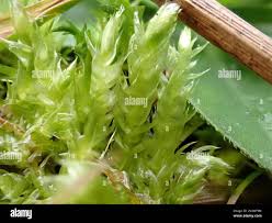 Attēlu rezultāti vaicājumam “Brachythecium rutabulum sporophyte”