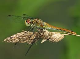 Attēlu rezultāti vaicājumam “Sympetrum sanguineum female”