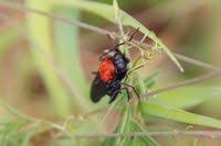 Attēlu rezultāti vaicājumam “Clitellaria ephippium”