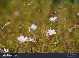 Attēlu rezultāti vaicājumam “Geranium bohemicum fruit”