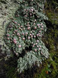 Attēlu rezultāti vaicājumam “Icmadophila ericetorum”