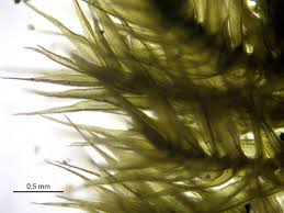 Attēlu rezultāti vaicājumam “Rhynchostegiella tenella macro”