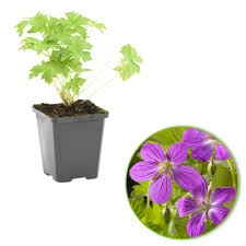 Attēlu rezultāti vaicājumam “Geranium palustre fruit”