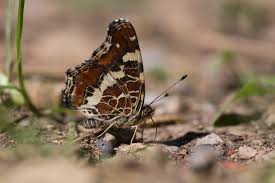 Attēlu rezultāti vaicājumam “Araschnia levana”