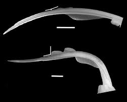 Image result for Leucoraja ocellata