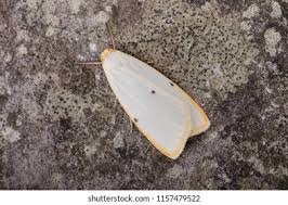 Attēlu rezultāti vaicājumam “Lithosia quadra male”