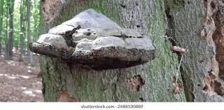 Attēlu rezultāti vaicājumam “Fomes fomentarius”