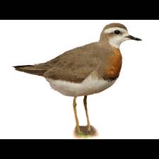Image result for Charadrius asiaticus