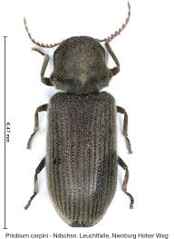 Attēlu rezultāti vaicājumam “Priobium carpini”