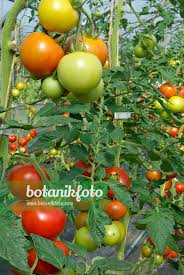 Attēlu rezultāti vaicājumam “Lycopersicon esculentum”