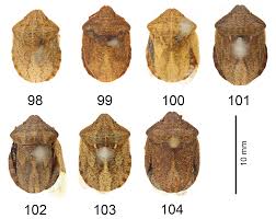 Attēlu rezultāti vaicājumam “Eurygaster testudinaria”