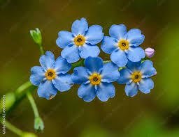 Attēlu rezultāti vaicājumam “Myosotis scorpioides bud”