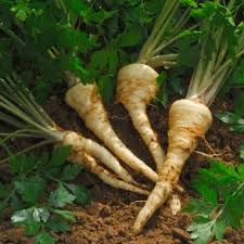 Image result for Helichrysum subulifolium