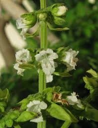 Attēlu rezultāti vaicājumam “Ocimum basilicum flower”
