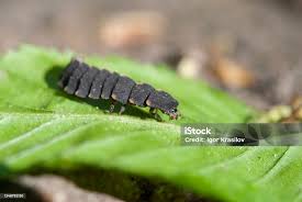 Attēlu rezultāti vaicājumam “Lampyris noctiluca larva”