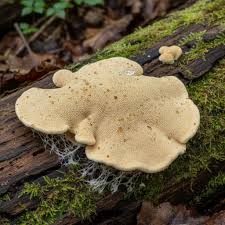 Attēlu rezultāti vaicājumam “Antrodia mellita”