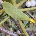 Attēlu rezultāti vaicājumam “Viscum album leaf”