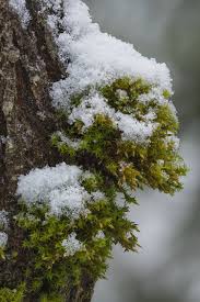 Attēlu rezultāti vaicājumam “Orthotrichum speciosum”