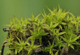 Attēlu rezultāti vaicājumam “Timmia megapolitana”