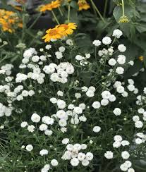 Image result for Achillea Ptarmica
