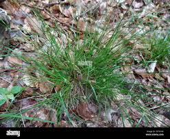 Attēlu rezultāti vaicājumam “Carex remota”