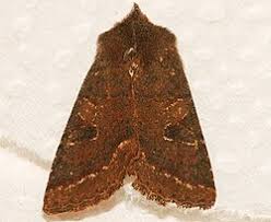 Attēlu rezultāti vaicājumam “Orthosia sp.”