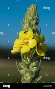 Attēlu rezultāti vaicājumam “Verbascum densiflorum flower”