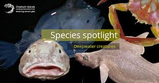 Image result for Callorhinchus capensis