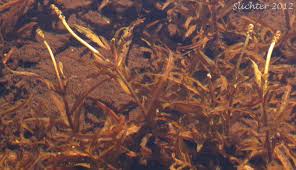 Attēlu rezultāti vaicājumam “Potamogeton gramineus”