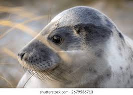 Attēlu rezultāti vaicājumam “Halichoerus grypus”