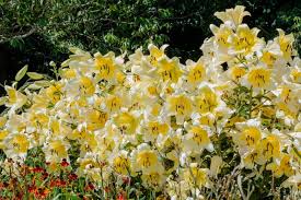 Attēlu rezultāti vaicājumam “Hemerocallis lilioasphodelus”