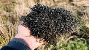 Attēlu rezultāti vaicājumam “Scapania undulata”