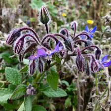 Image result for Borretsch