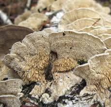 Attēlu rezultāti vaicājumam “Irpex lacteus”