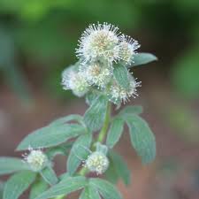 Image result for Phacelia